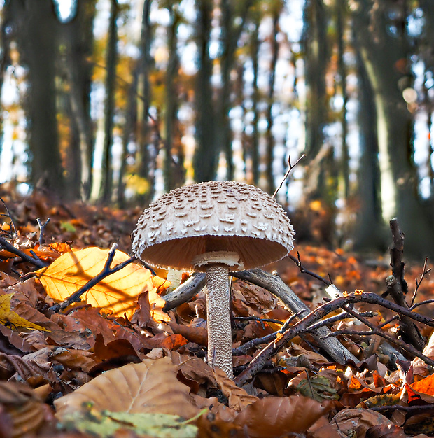 bedľa vysoká Macrolepiota procera (Scop.) Singer