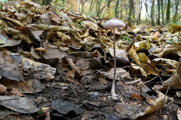 prilbička Mycena sp.