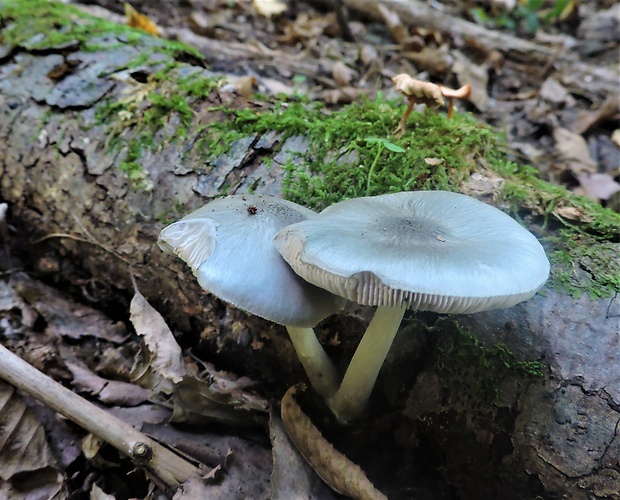 štítovka Pluteus sp.