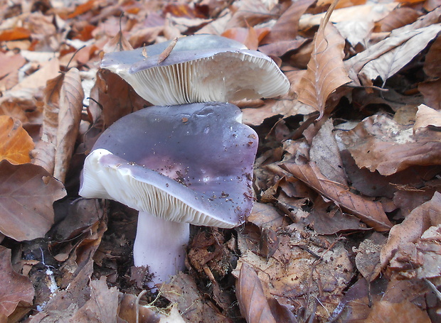 plávka Russula sp.