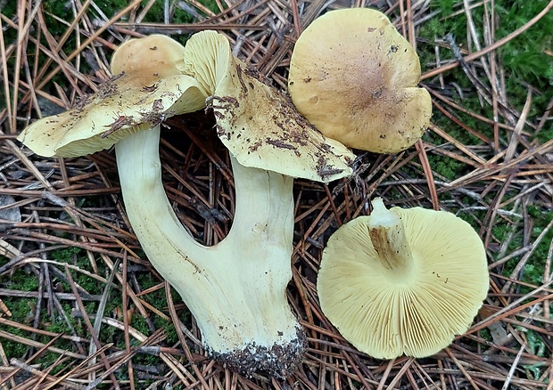 čírovka zelenkastá Tricholoma equestre (L.) P. Kumm.