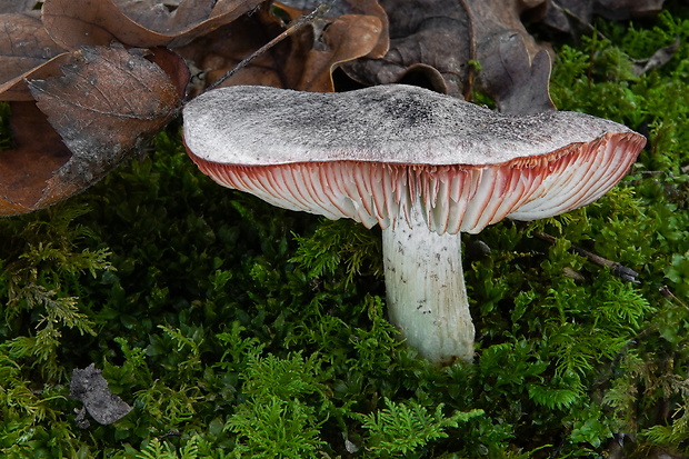 čírovka červenejúca Tricholoma orirubens Quél.