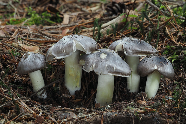 čírovka sivá Tricholoma portentosum (Fr.) Quél.