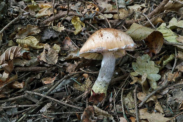 čírovka Tricholoma sp.