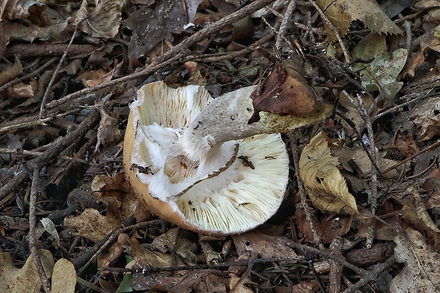 čírovka Tricholoma sp.