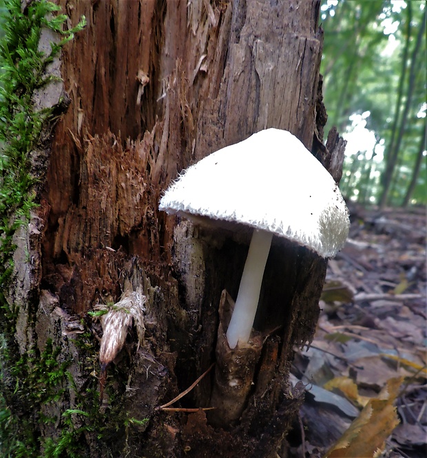 pošvovec Volvariella sp.