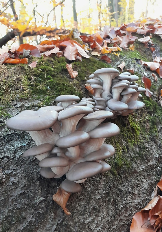 hliva ustricovitá Pleurotus ostreatus (Jacq.) P. Kumm.