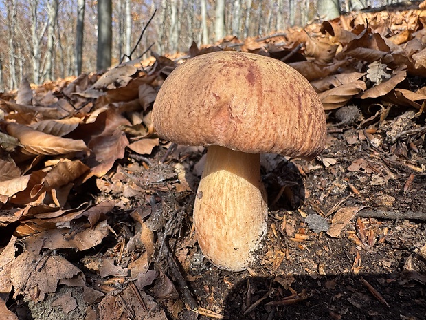 hríb sosnový Boletus pinophilus Pil. et Dermek in Pil.