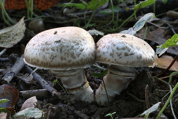 pečiarka Agaricus sp.