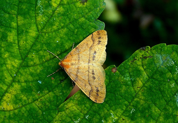 piadivka pomarančová Agriopis aurantiaria