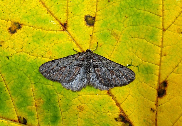 piadivka čerešňová Agriopis bajaria