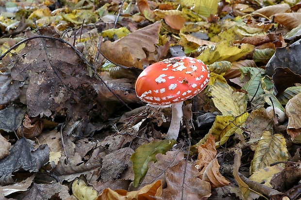 muchotrávka červená Amanita muscaria (L.) Lam.