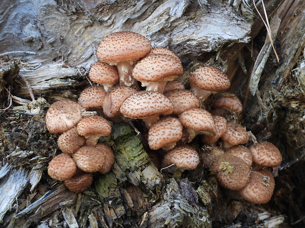 podpňovka tmavá Armillaria ostoyae (Romagn.) Herink