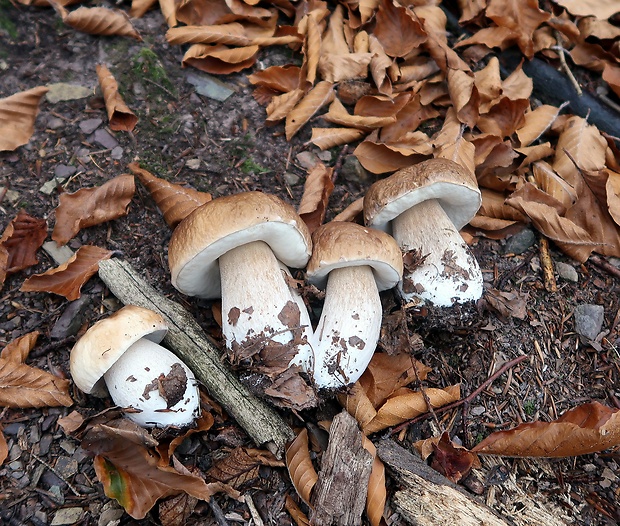 hríb smrekový Boletus edulis Bull.