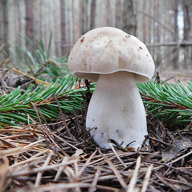 hríb smrekový Boletus edulis Bull.