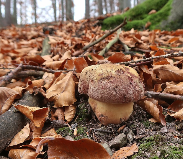 hríb sosnový Boletus pinophilus Pil. et Dermek in Pil.