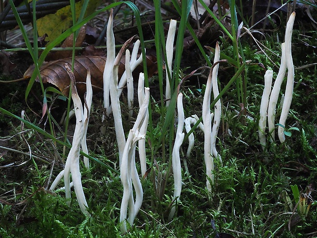 kyjačik Clavaria sp.