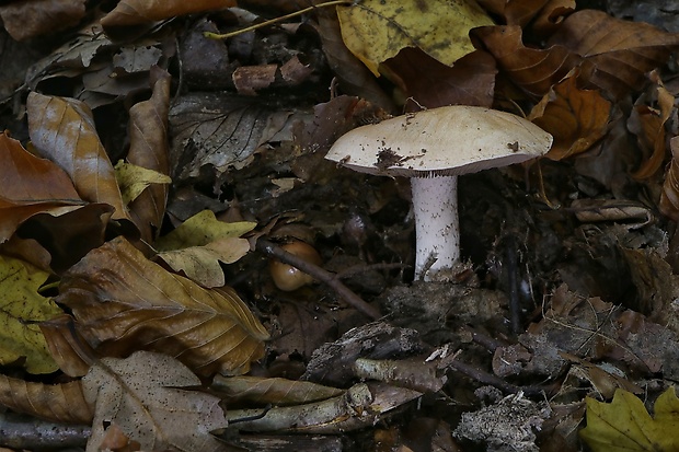 pavučinovec Cortinarius sp.