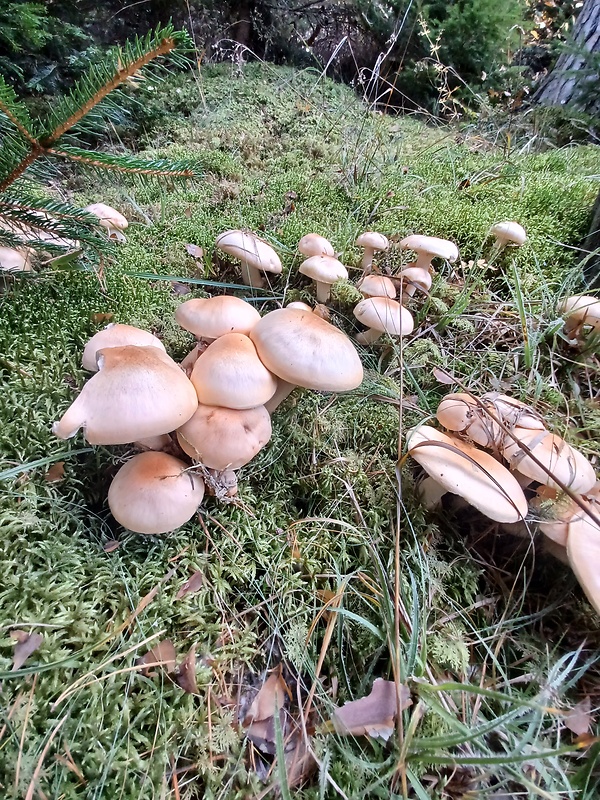 šťavnačka oranžová Hygrophorus abieticola Krieglst. ex Gröger & Bresinsky