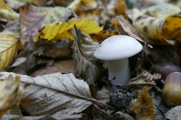 šťavnačka slonovinová Hygrophorus eburneus (Bull.) Fr.