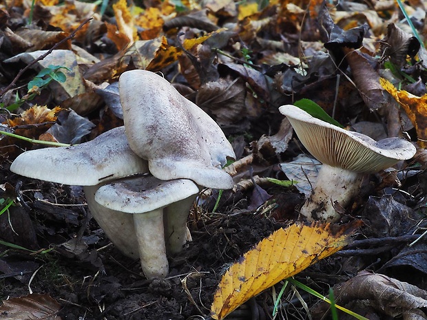 rýdzik hnedastosivý Lactarius flexuosus var. flexuosus (Pers.) Fr.