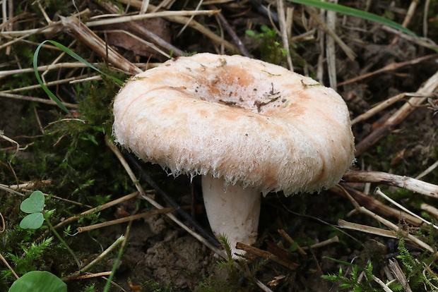 rýdzik chĺpkatý Lactarius pubescens (Fr.) Fr.