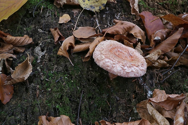 rýdzik kravský Lactarius torminosus (Schaeff.) Gray