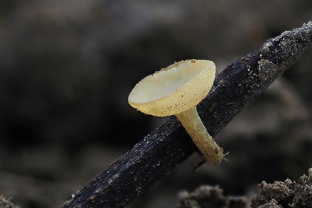 terčovka  Lanzia luteovirescens (Roberge ex Desm.) Dumont & Korf