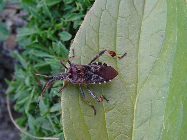 obrúbnica americká Leptoglossus occidentalis