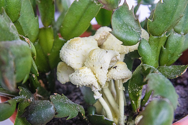 bedľovec citrónovožltý Leucocoprinus birnbaumii (Corda) Singer