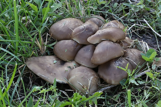 strmulec nakopený Lyophyllum decastes (Fr.) Singer