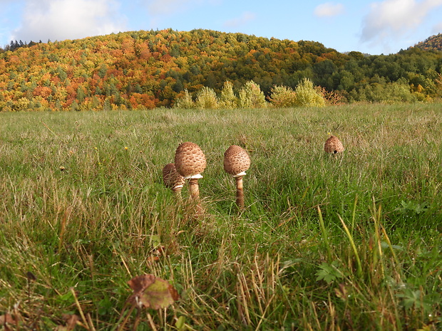 bedľa vysoká Macrolepiota procera (Scop.) Singer