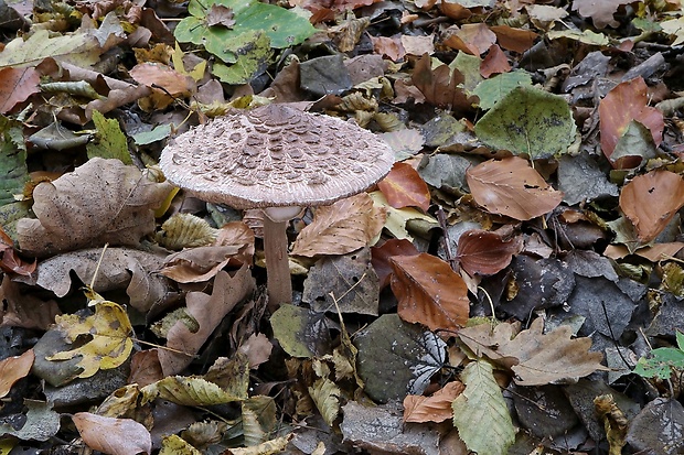 bedľa vysoká Macrolepiota procera (Scop.) Singer