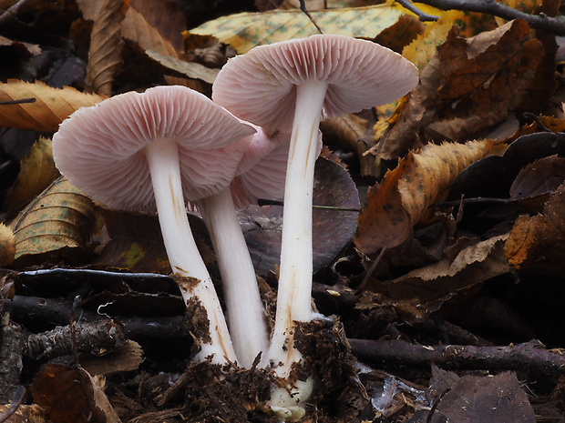 prilbička ružovkastá Mycena rosea Gramberg