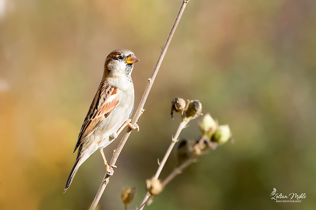 vrabec domový Passer domesticus