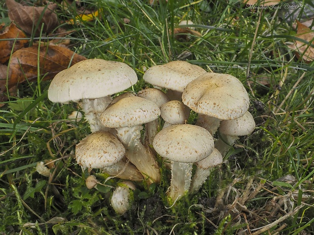 šupinovka gumová Pholiota gummosa (Lasch) Singer