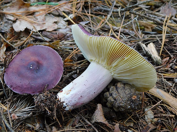 plávka zlomocná Russula sardonia Fr.