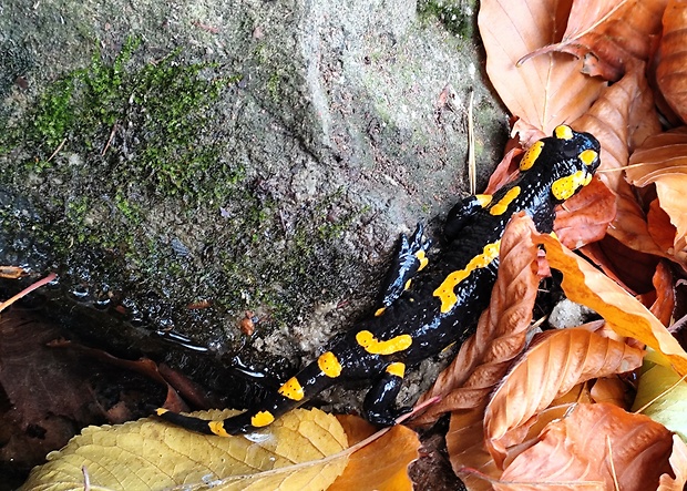 salamandra škvrnitá  Salamandra salamandra