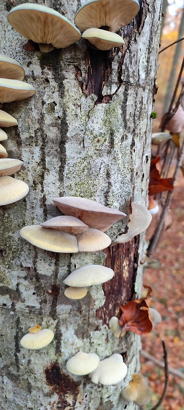 pňovka neskorá Sarcomyxa serotina (Pers.) P. Karst.