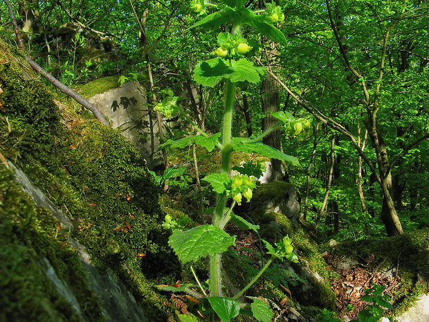 krtičník jarný Scrophularia vernalis L.