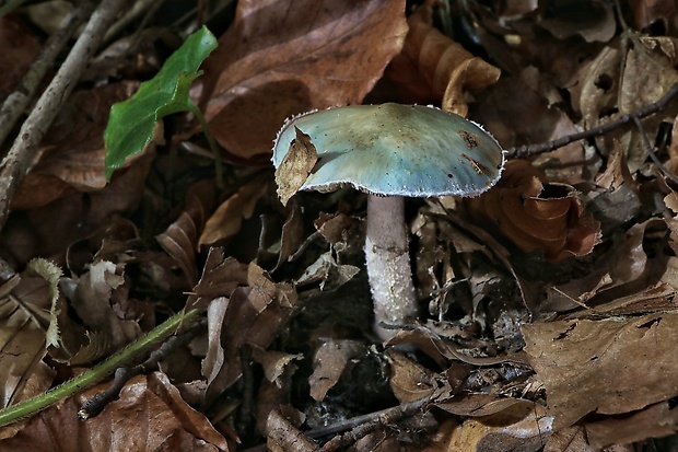 golierovka zelenomodrá Stropharia caerulea Kreisel