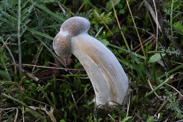 čírovka zemná Tricholoma terreum (Schaeff.) P. Kumm.