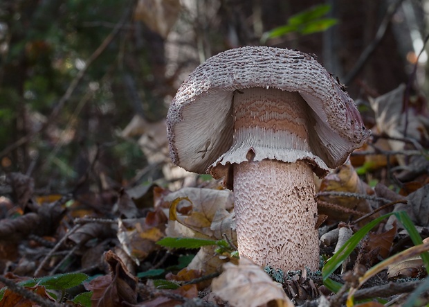 muchotrávka červenkastá Amanita rubescens Pers.