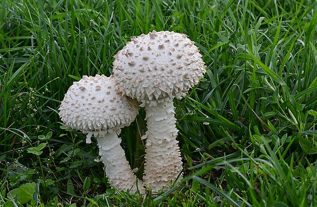 muchotrávka Vittadiniho Amanita vittadinii (Moretti) Vittad.