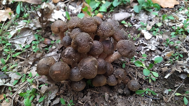 podpňovka Armillaria sp.