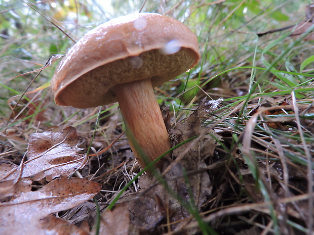 suchohríb moravský Aureoboletus moravicus (Václ. Vacek) Klofac