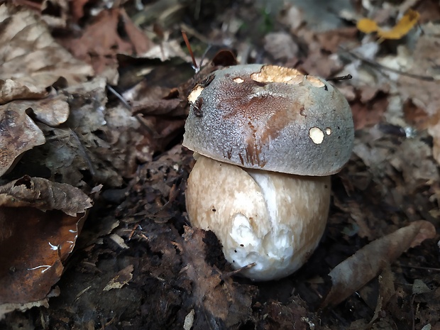 hríb bronzový Boletus aereus Bull. ex Fr.