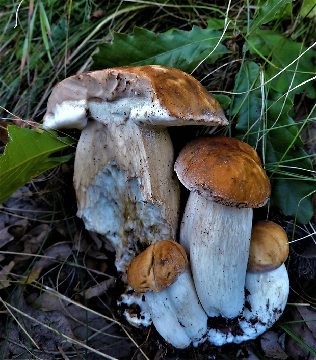 hríb bronzový Boletus aereus Bull. ex Fr.