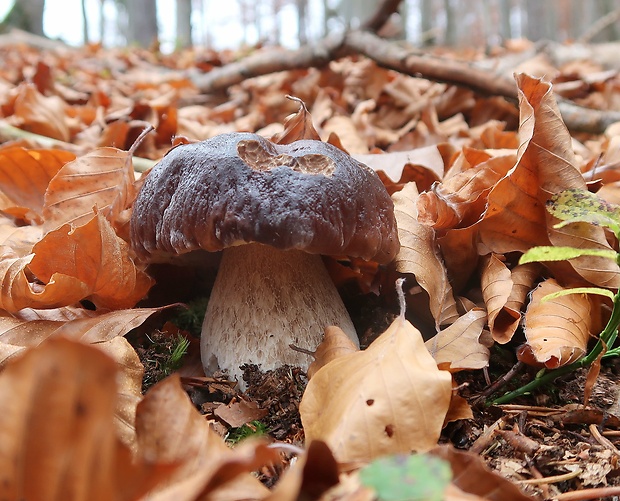 hríb smrekový Boletus edulis Bull.