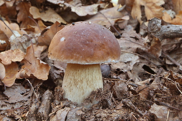 hríb smrekový Boletus edulis Bull.